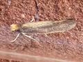 Monopis imella (photo by Laura King)